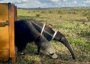 Tunnelbau für Ameisenbär & Co.